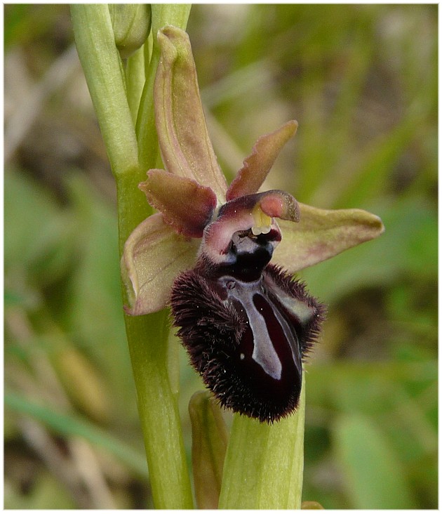 Ophrys sipontensis